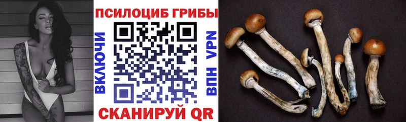 купить закладку блэк спрут маркетплейс Псилоцибиновые грибы Psilocybe Владикавказ